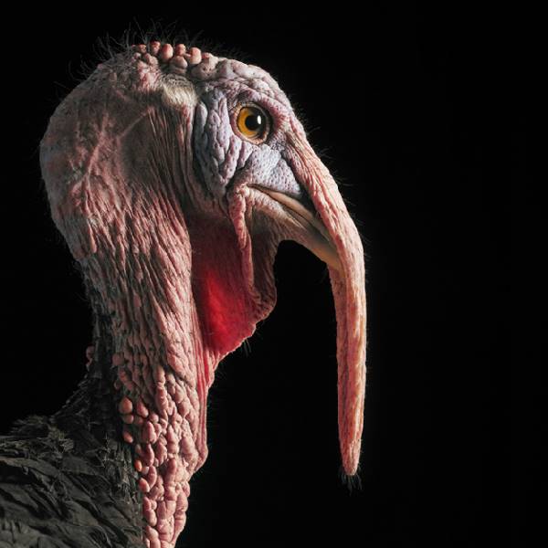 tim-flach_more-than-human_06