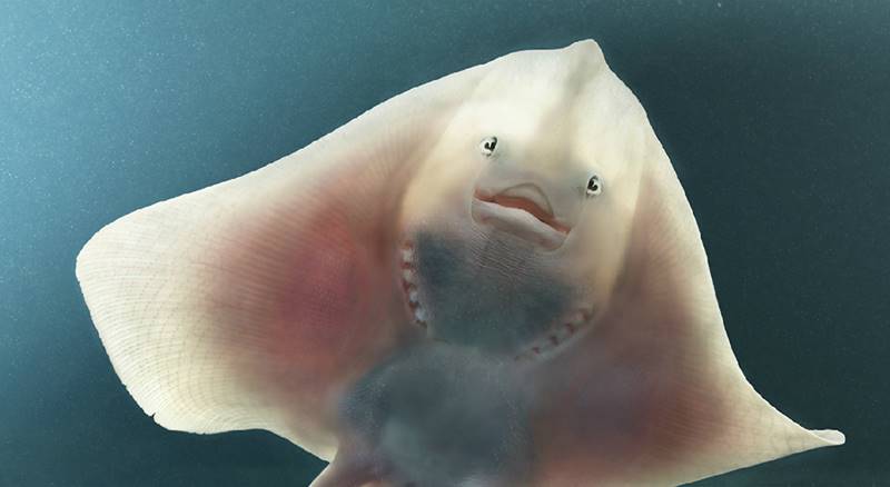 tim-flach_more-than-human_08
