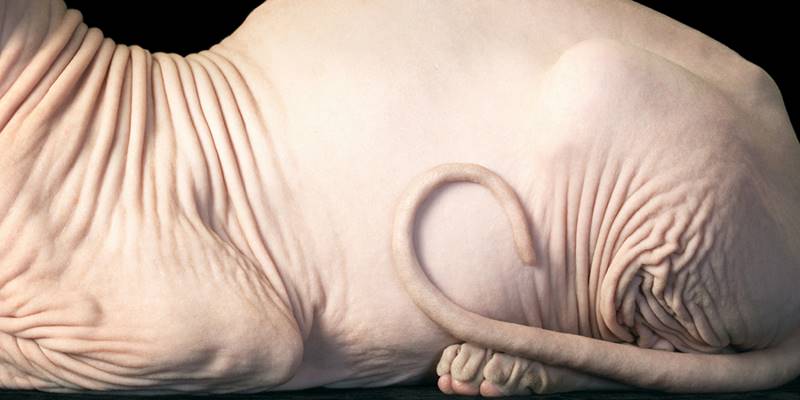 tim-flach_more-than-human_10