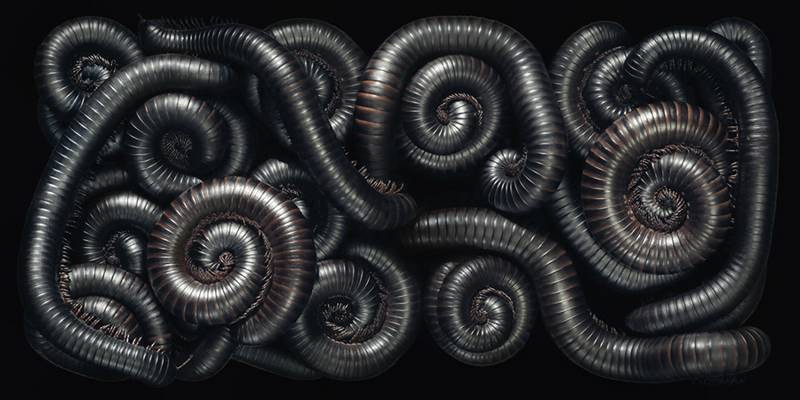 tim-flach_more-than-human_13