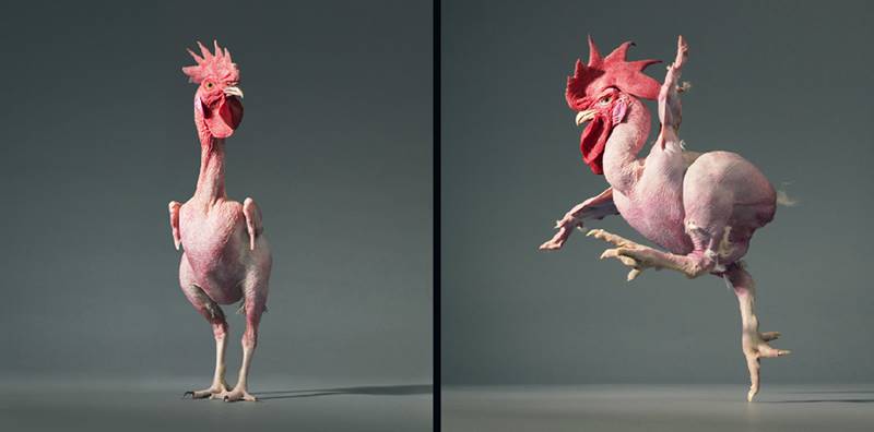tim-flach_more-than-human_14