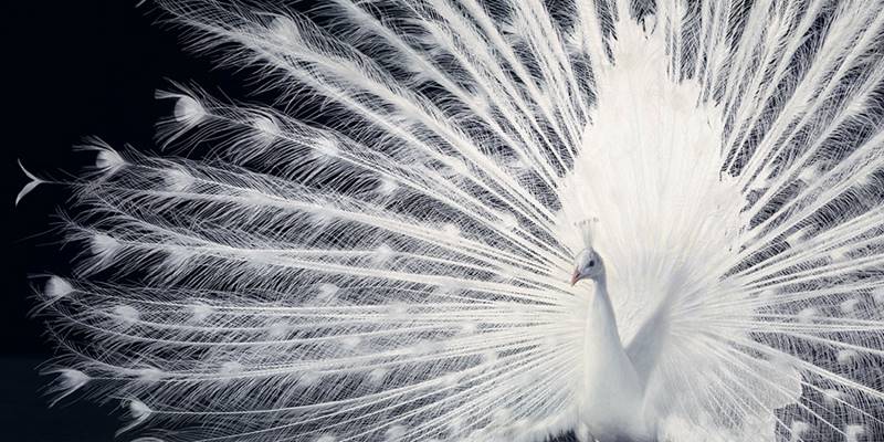 tim-flach_more-than-human_18