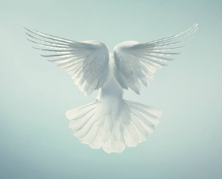 tim-flach_more-than-human_20