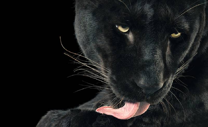 tim-flach_more-than-human_21