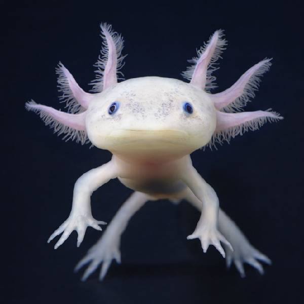 tim-flach_more-than-human_26