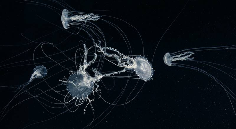 tim-flach_more-than-human_27