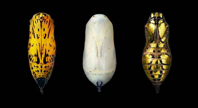tim-flach_more-than-human_29