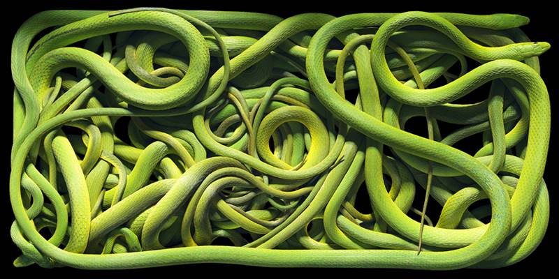 tim-flach_more-than-human_30