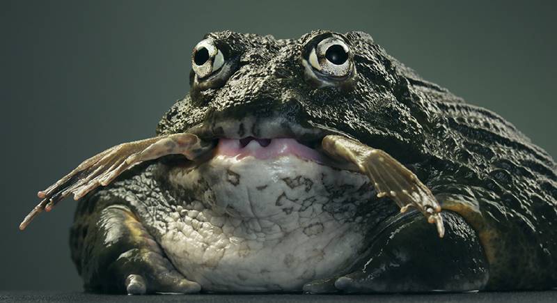 tim-flach_more-than-human_31