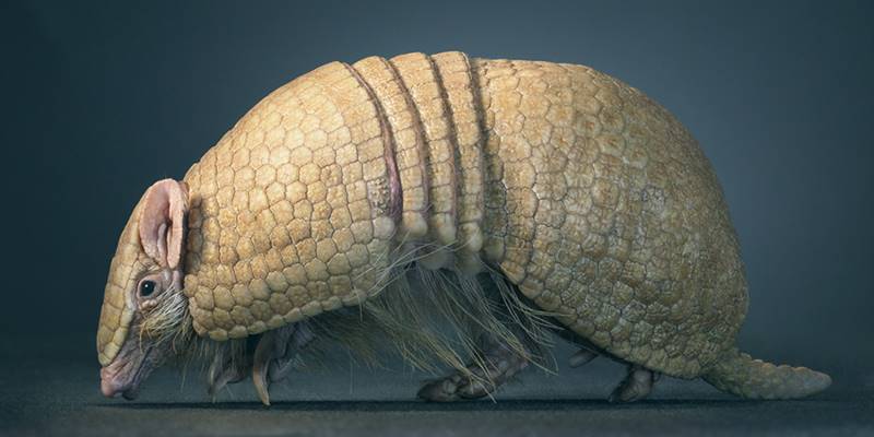 tim-flach_more-than-human_32