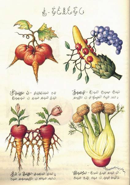codex-seraphinianus-03