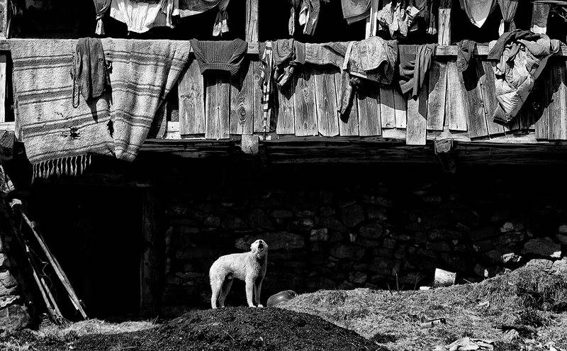 cornel-pufan-39