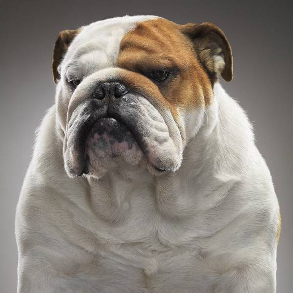 tim-flach_dogs-01
