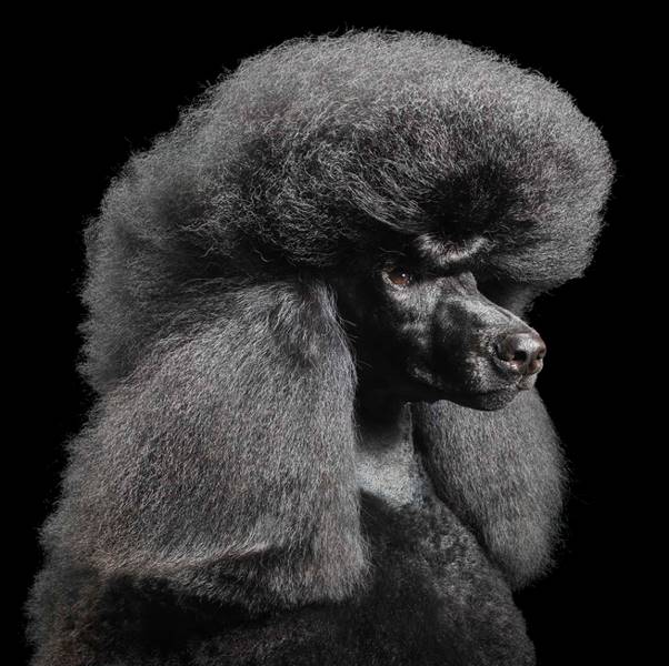 tim-flach_dogs-02