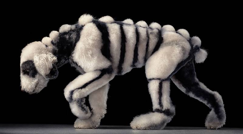 tim-flach_dogs-03