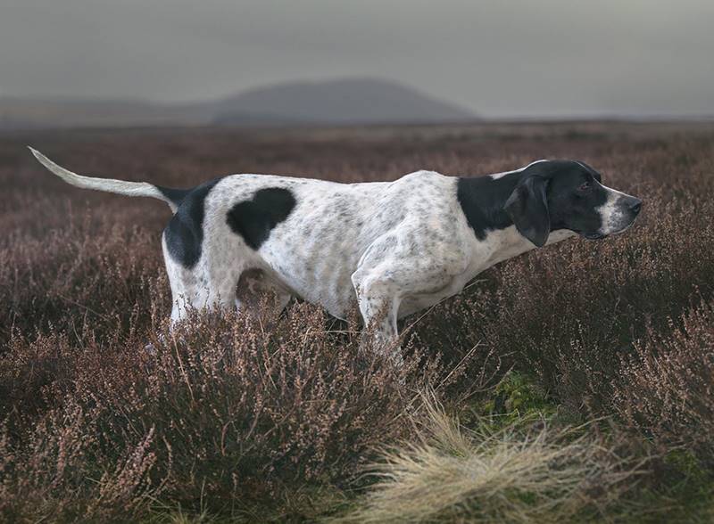 tim-flach_dogs-04