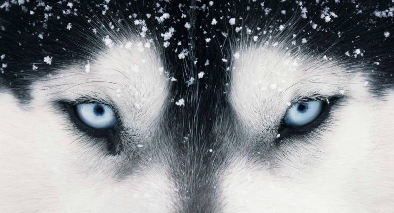 tim-flach_dogs-05