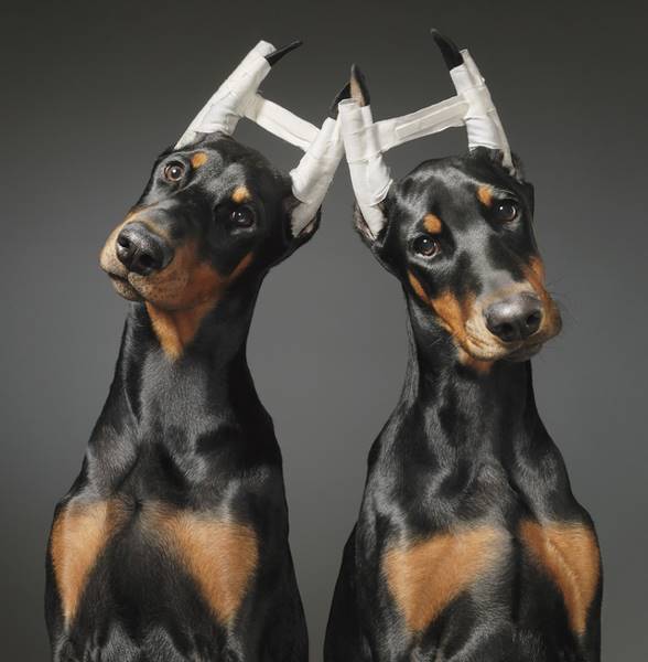 tim-flach_dogs-06