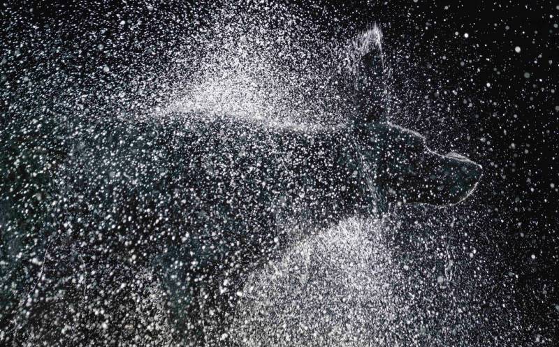 tim-flach_dogs-07