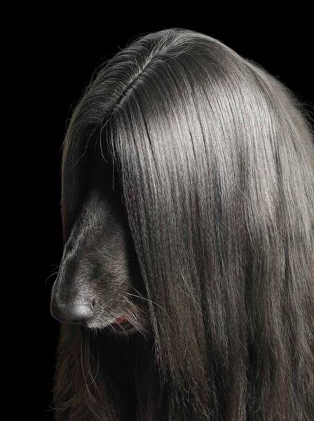 tim-flach_dogs-08