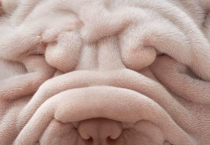 tim-flach_dogs-09