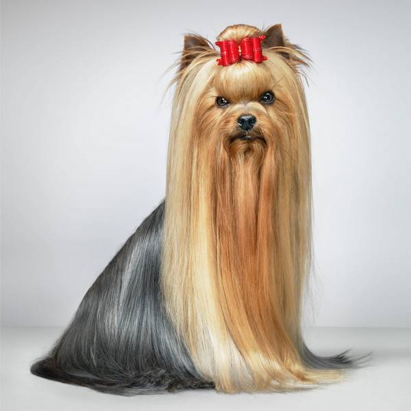tim-flach_dogs-10