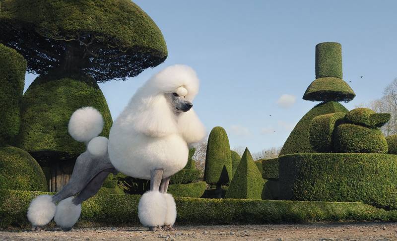 tim-flach_dogs-11