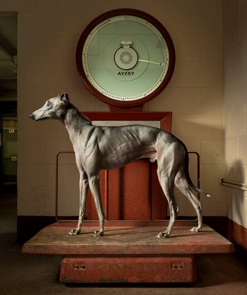 tim-flach_dogs-12