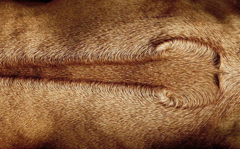 tim-flach_dogs-14