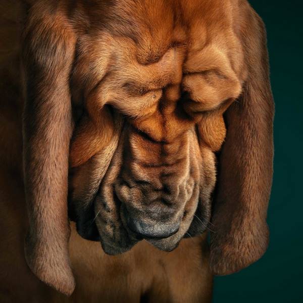 tim-flach_dogs-15