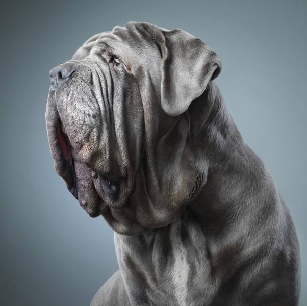 tim-flach_dogs-16