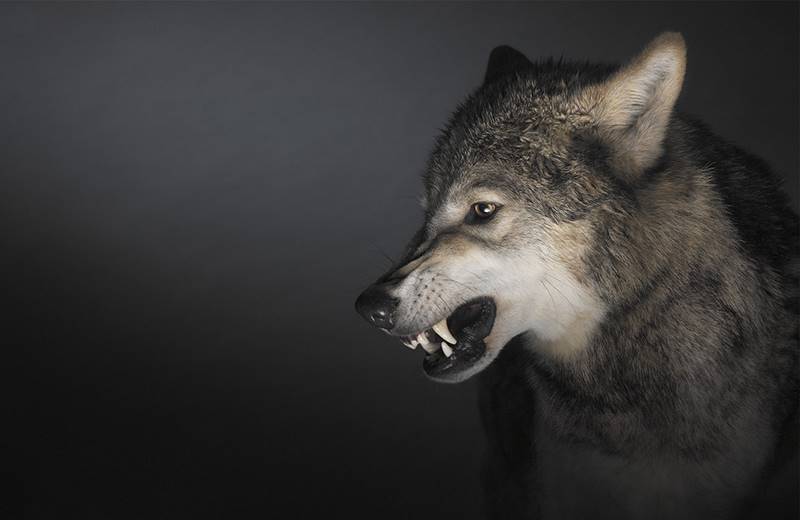 tim-flach_dogs-17