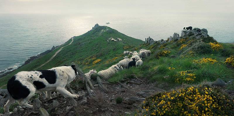 tim-flach_dogs-18