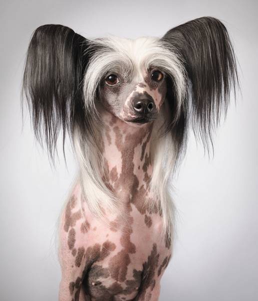 tim-flach_dogs-20