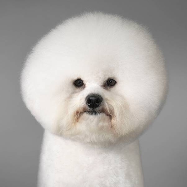 tim-flach_dogs-21