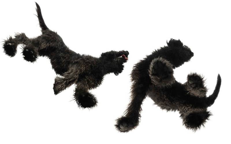 tim-flach_dogs-22