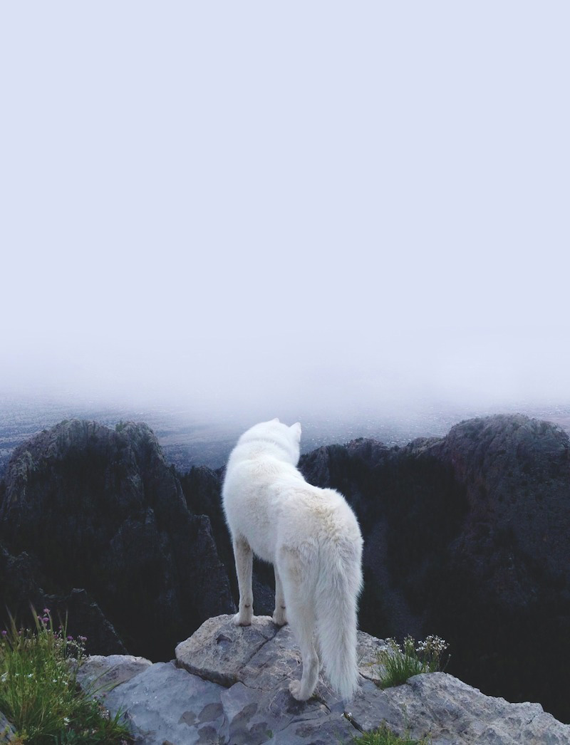john-and-wolf-10