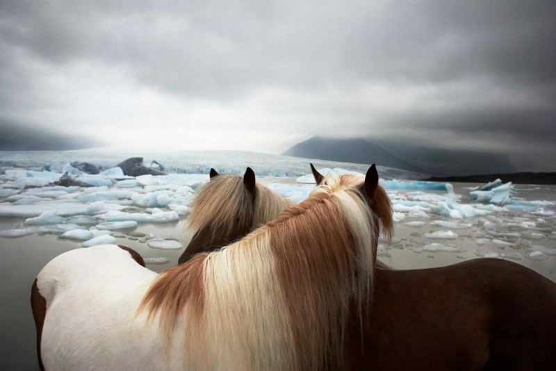 tim-flach_equus-01