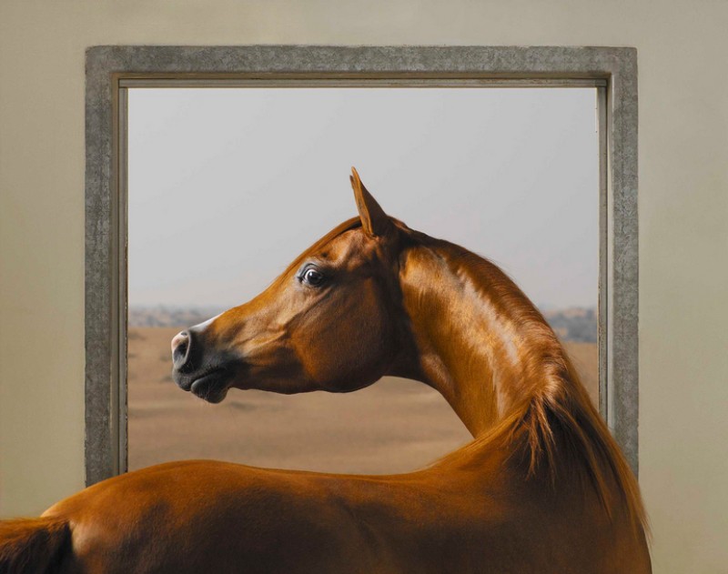 tim-flach_equus-03