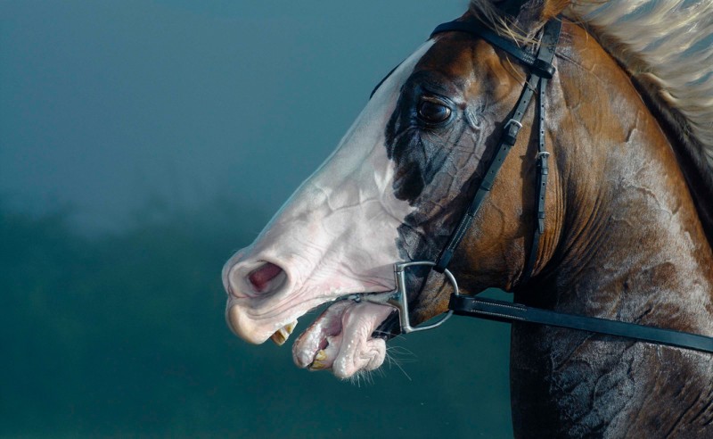 tim-flach_equus-05