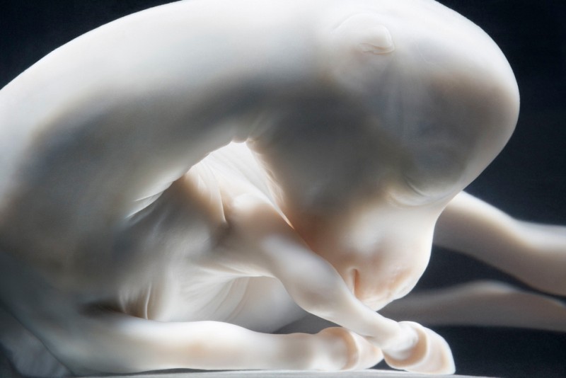 tim-flach_equus-06