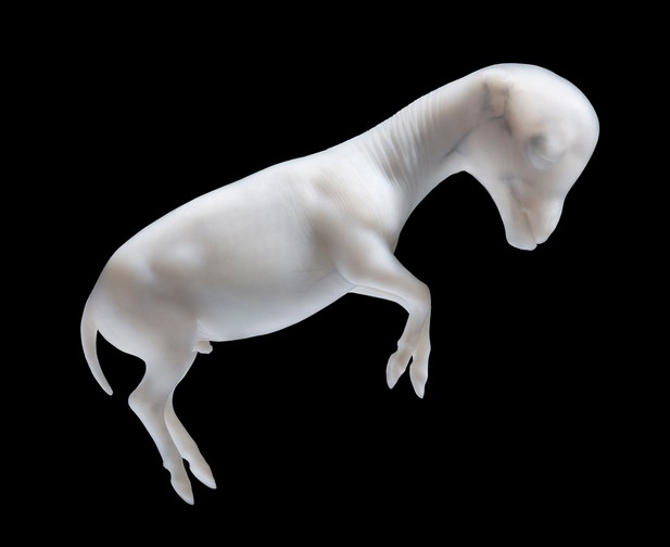 tim-flach_equus-07