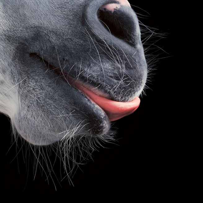 tim-flach_equus-09