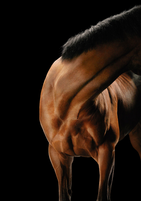 tim-flach_equus-10