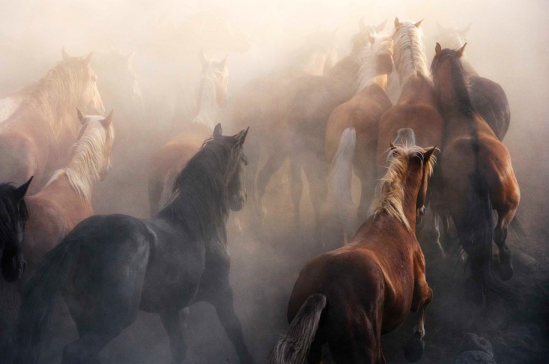 tim-flach_equus-11