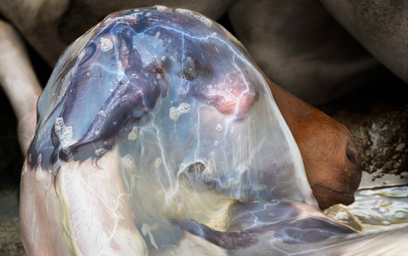 tim-flach_equus-13