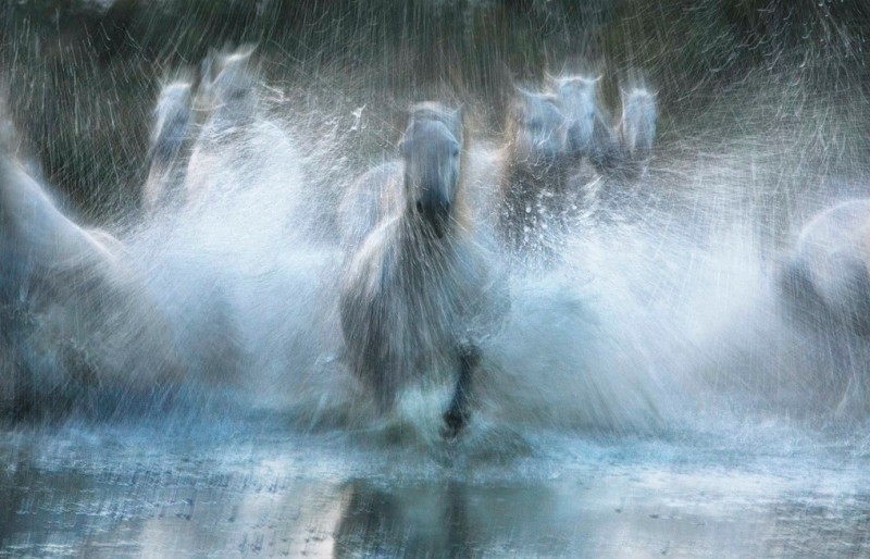 tim-flach_equus-14