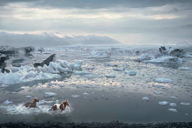 tim-flach_equus-15