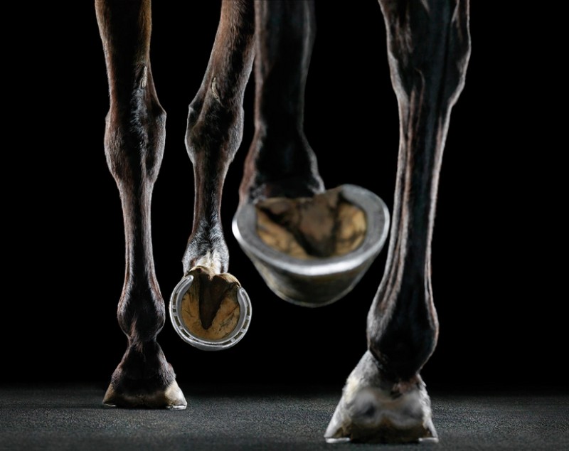 tim-flach_equus-16