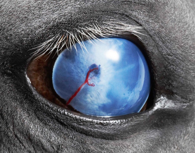 tim-flach_equus-17
